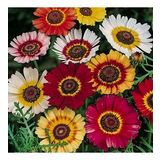 DAY GARDEN 100 ADET KARIŞIK RENK KASIMPATI TOHUMU + 10 ADET HEDİYE GÜL TOHUMU