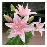 DAY GARDEN 100 ADET PEMBE RENK ZAMBAK TOHUMU + 10 ADET HEDİYE SÜS YONCASI ŞOK FİYAT