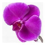 DAY GARDEN 100 ADET PHALAENOPSİS MOR ORKİDE TOHUMU + 10 ADET HEDİYE GÜL TOHUMU