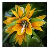 DAY GARDEN 100 ADET SARI GUZMANYA ÇİÇEĞİ TOHUMU + 10 ADET HEDİYE GÜL ÇİÇEK TOHUMU