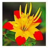 DAY GARDEN 100 ADET SARI YILBAŞI ÇİÇEĞİ TOHUMU + 10 ADET HEDİYE GÜL ÇİÇEK TOHUMU
