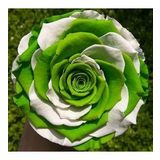 DAY GARDEN 100 ADET YEŞİL BEYAZ ÇİN GÜLÜ TOHUMU +10 ADET HEDİYE KARIŞIK LALE ÇİÇEK TOHUMU
