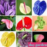 Day Garden 25 Adet 10 Farklı Renk Karısık Antoryum Cıcegı Tohumu + 10 Adet Hedıye Gul Cıcek Tohum