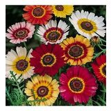 DAY GARDEN 25 ADET KARIŞIK RENK KASIMPATI TOHUMU + 10 ADET HEDİYE GÜL TOHUMU