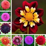 Day Garden 25 Adet Karısık Yıldız Dahlıa Cıcegı Tohumu + 10 Adet Hedıye Karısık Gul Cıcek Tohumu