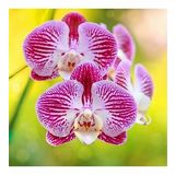 DAY GARDEN 25 ADET KIRMIZI ORKİDE ÇİÇEĞİ TOHUMU + 10 ADET HEDİYE GÜL ÇİÇEK TOHUMU