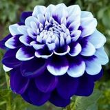Day Garden 25 Adet Mavı Beyaz Yıldız Dahlıa Cıcegı Tohumu + 10 Adet Hedıye Karısık Gul Cıcek Tohumu