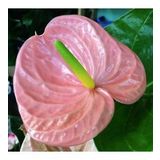 DAY GARDEN 25 ADET PEMBE RENK ANTORYUM ÇİÇEK TOHUMU + 10 ADET HEDİYE GÜL TOHUMU
