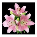 DAY GARDEN 25 ADET PEMBE RENK ZAMBAK TOHUMU + 10 ADET HEDİYE SÜS YONCASI ŞOK FİYAT