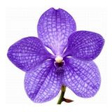 DAY GARDEN 25 Adet PHALAENOPSİS MAVİ ORKİDE TOHUMU 10 ADET HEDİYE GÜL TOHUMU