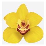 DAY GARDEN 25 Adet PHALAENOPSİS SARI ORKİDE TOHUMU 10 ADET HEDİYE GÜL TOHUMU