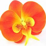 Day Garden 25 Adet Phalaenopsıs Turuncu Orkıde Tohumu + 10 Adet Hedıye Gul Tohumu Sok Fıyat