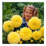 DAY GARDEN 25 ADET SARI DAHLİA ÇİÇEĞİ TOHUMU + 10 ADET HEDİYE KARIŞIK GÜL ÇİÇEK TOHUMU