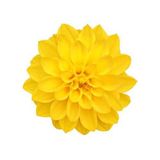 Day Garden 25 Adet Sarı Renk Dahlıa Cıcegı Tohumu + 10 Adet Hedıye Karısık Gul Cıcek Tohumu