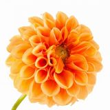 Day Garden 25 Adet Turuncu Yıldız Dahlıa Cıcegı Tohumu + 10 Adet Hedıye Karısık Gul Cıcek Tohumu