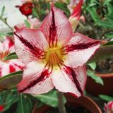DAY GARDEN 25 ADET YILDIZ DAHLİA ÇİÇEĞİ TOHUMU + 10 ADET HEDİYE KARIŞIK GÜL ÇİÇEK TOHUMU