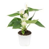 DAY GARDEN 50 ADET BEYAZ RENK ANTORYUM ÇİÇEK TOHUMU + 10 ADET HEDİYE GÜL TOHUMU