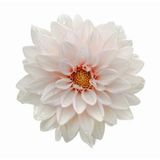 Day Garden 50 Adet Beyaz Yıldız Dahlıa Cıcegı Tohumu + 10 Adet Hedıye Karısık Gul Cıcek Tohumu