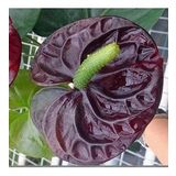 DAY GARDEN 50 ADET BORDO RENK ANTORYUM ÇİÇEK TOHUMU + 10 ADET HEDİYE GÜL TOHUMU