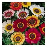 DAY GARDEN 50 ADET KARIŞIK RENK KASIMPATI TOHUMU + 10 ADET HEDİYE GÜL TOHUMU