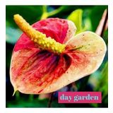 DAY GARDEN 50 ADET KIRMIZI BEYAZ RENK ANTORYUM ÇİÇEK TOHUMU + 10 ADET HEDİYE GÜL TOHUMU