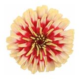 DAY GARDEN 50 ADET KREM DAHLİA ÇİÇEĞİ TOHUMU + 10 ADET HEDİYE KARIŞIK GÜL ÇİÇEK TOHUMU
