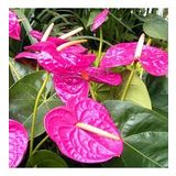 DAY GARDEN 50 ADET PEMBE RENK ANTORYUM ÇİÇEK TOHUMU + 10 ADET HEDİYE GÜL TOHUMU
