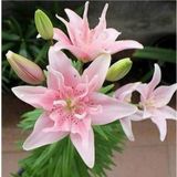 DAY GARDEN 50 ADET PEMBE RENK ZAMBAK TOHUMU + 10 ADET HEDİYE SÜS YONCASI ŞOK FİYAT