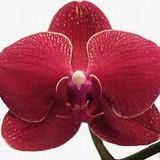 Day Garden 50 Adet Phalaenopsıs Bordo Orkıde Tohumu + 10 Adet Hedıye Gul Tohumu Sok Fıyat