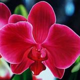 Day Garden 50 Adet Phalaenopsıs Kırmızı Orkıde Tohumu + 10 Adet Hedıye Gul Tohumu