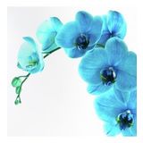 DAY GARDEN 50 Adet PHALAENOPSİS MAVİ ORKİDE TOHUMU 10 ADET HEDİYE GÜL TOHUMU