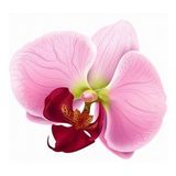 DAY GARDEN 50 ADET PHALAENOPSİS PEMBE ORKİDE TOHUMU + 10 ADET HEDİYE GÜL TOHUMU
