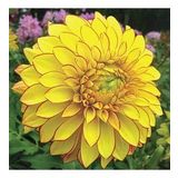 DAY GARDEN 50 ADET SARI DAHLİA ÇİÇEĞİ TOHUMU + 10 ADET HEDİYE KARIŞIK GÜL ÇİÇEK TOHUMU
