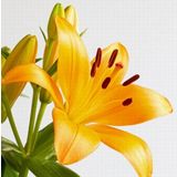 Day Garden 50 Adet Sarı Renk Zambak Tohumu + 10 Adet Hedıye Sus Yoncası Sok Fıyat