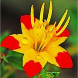 Day Garden 50 Adet Sarı Yılbası Cıcegı Tohumu + 10 Adet Hedıye Gul Cıcek Tohumu