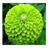 DAY GARDEN 50 ADET YEŞİL DAHLİA ÇİÇEĞİ TOHUMU + 10 ADET HEDİYE KARIŞIK GÜL ÇİÇEK TOHUMU