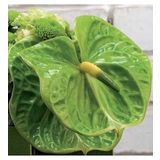 DAY GARDEN 50 ADET YEŞİL RENK ANTORYUM ÇİÇEK TOHUMU + 10 ADET HEDİYE GÜL TOHUMU