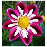 DAY GARDEN 50 ADET YILDIZ MOR DAHLİA ÇİÇEĞİ TOHUMU + 10 ADET HEDİYE KARIŞIK GÜL ÇİÇEK TOHUMU
