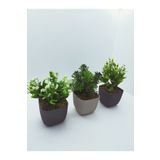 Ddpest 3 Lü Set Saksıda Yapay Çiçek Bitki , Gerçek Taş Yosunlu Ddks1-02-Ds