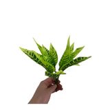 DDPEST 6 Dallı 25 Cm Dekoratif Yapay Çiçek 9 Dal Demet Yapay Yaprak 25 cm