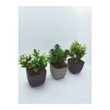 Ddtrend 3 Lü Set Saksıda Yapay Çiçek Bitki , Gerçek Taş Yosunlu Ddks1-02