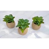 Ddtrend Yapay Kaktüs Echeveria Rosea Enrica Sukulent 3\'lü Bej Saksılı Kahverengi Renk 11 Cm.