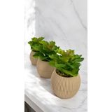 Ddtrend Yapay Kaktüs Echeveria Rosea Enrica Sukulent 3'Lü Bej Saksılı Kırmızılı Yeşil Renk 11 Cm.