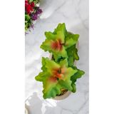 Ddtrend Yapay Kaktüs Echeveria Rosea Enrica Sukulent Bej Saksılı Yeşil Renk 11 Cm.