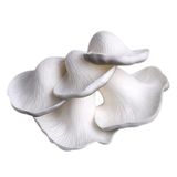 DEARMAMY Yapay Mantar, Gerçekçi Plastik Gri İstiridye Mantarı Sahte Sebzeler Simülasyon Süs Ev Mutfak Parti Bahçe Bonsai Manzara Fotoğraf Sahne