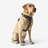 Decathlon Outdoor Köpek Göğüs Tasması - Avcılık ve Doğa Gözlemi - Haki - 500
