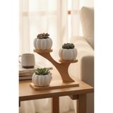 decoronay 3' lü Kabak Şeklinde Sukulent ve Kaktüs Saksısı ( Çiçek ve Stand HARİÇTİR)
