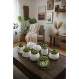 decoronay Dekoratif 8 li Sukulent & Kaktüs Saksısı - Dekoratif Ev & Ofis Saksısı