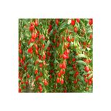 Dedemin Fidanlığı Goji Berry Fidanı Tüplü