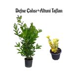 Defne Çalısı Fidanı(40-60Cm)+Altuni Taflan(30-40Cm) 2'li Set Saksılı Bahçe Bitkisi, SRD04022025BYB930